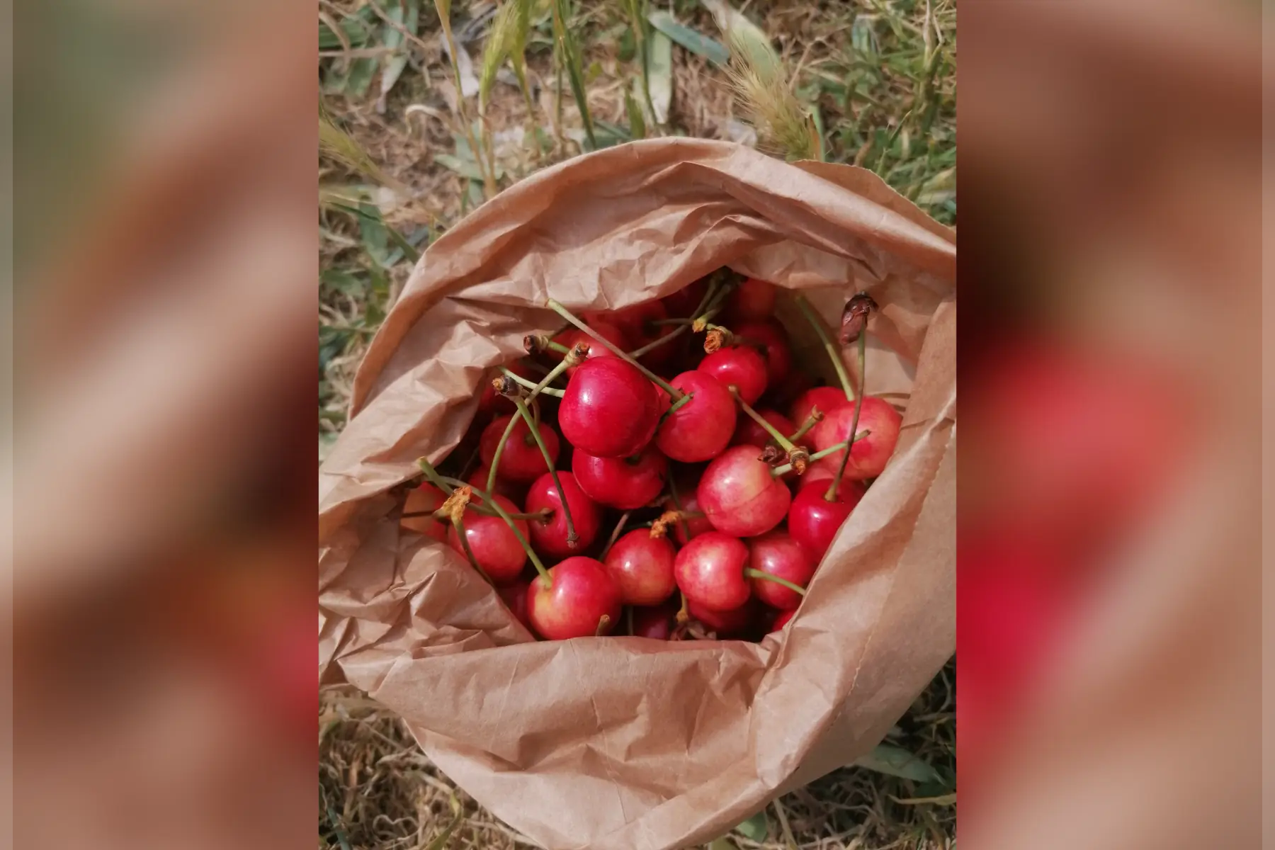Cerises
