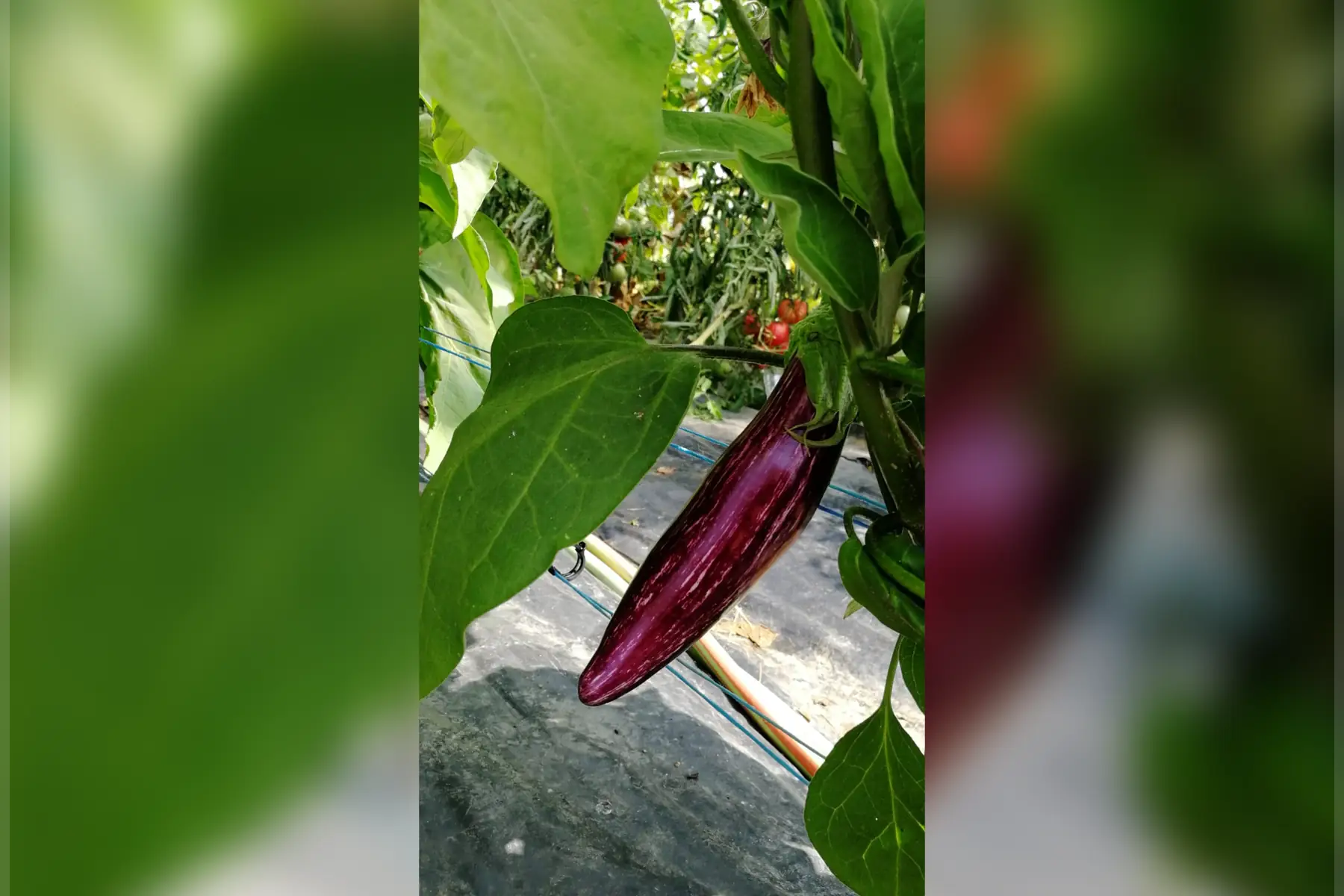 Aubergine tsakoniki