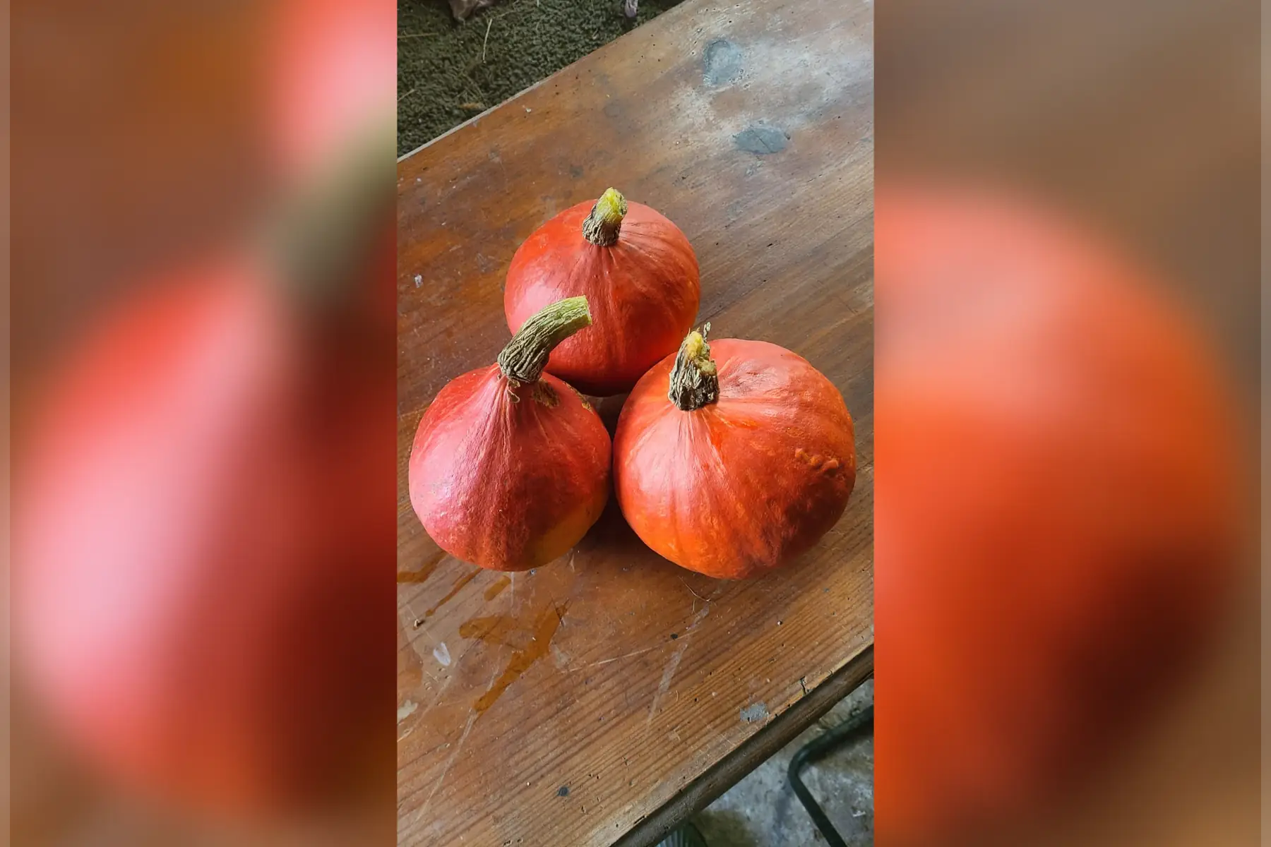 Courge potimarron