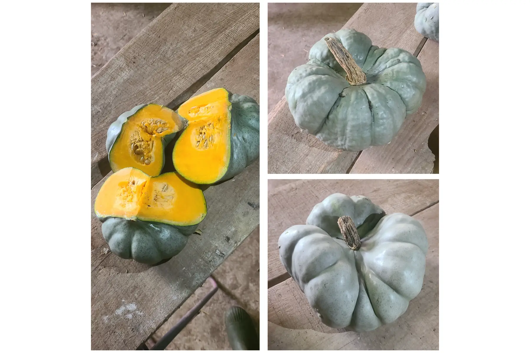 Courge tristar (Portions/tranches/entière)