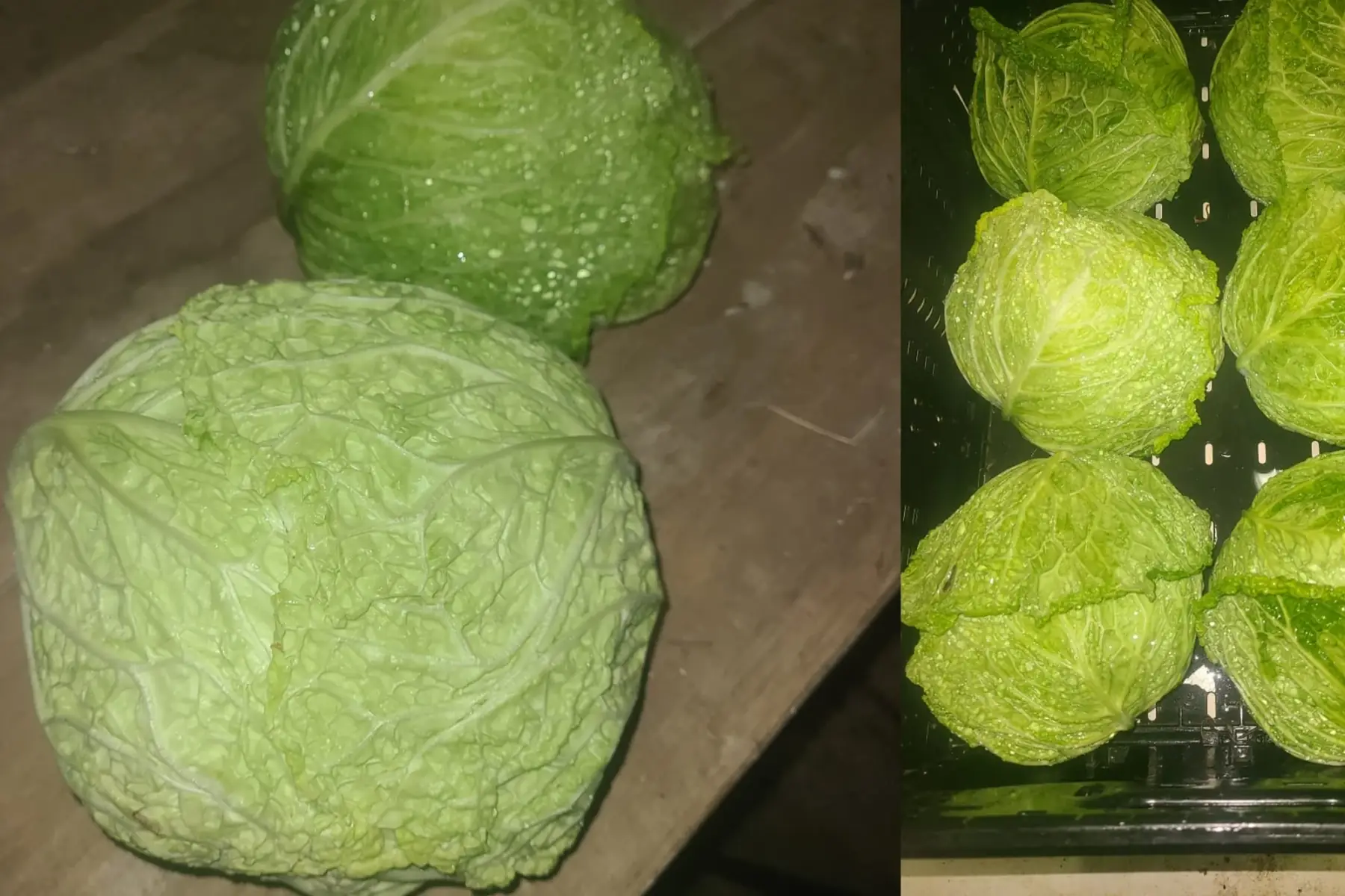 Chou vert frisé