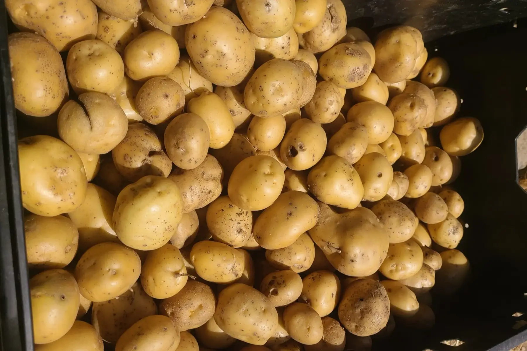 Pomme de terre primeur