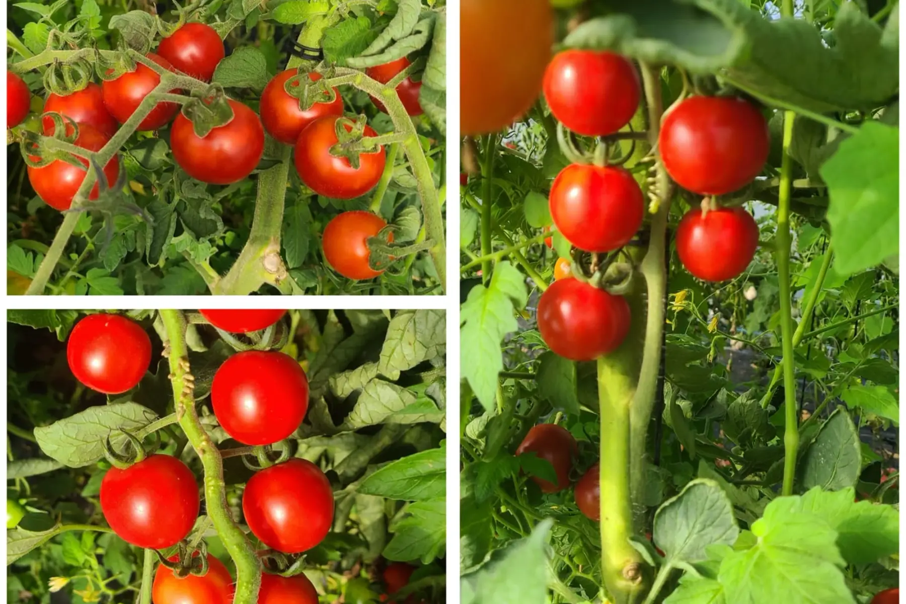 Tomate cocktail