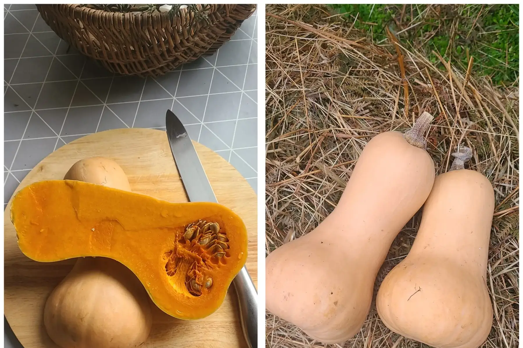 Courge Butternut (Entière ou cube)