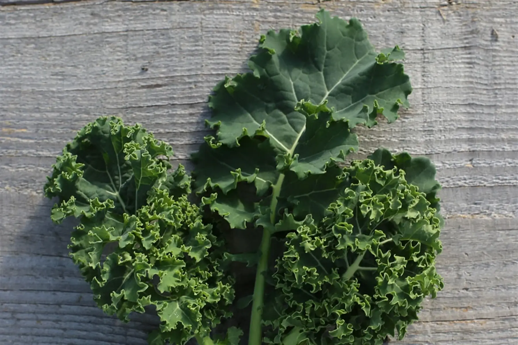 choux kale vert