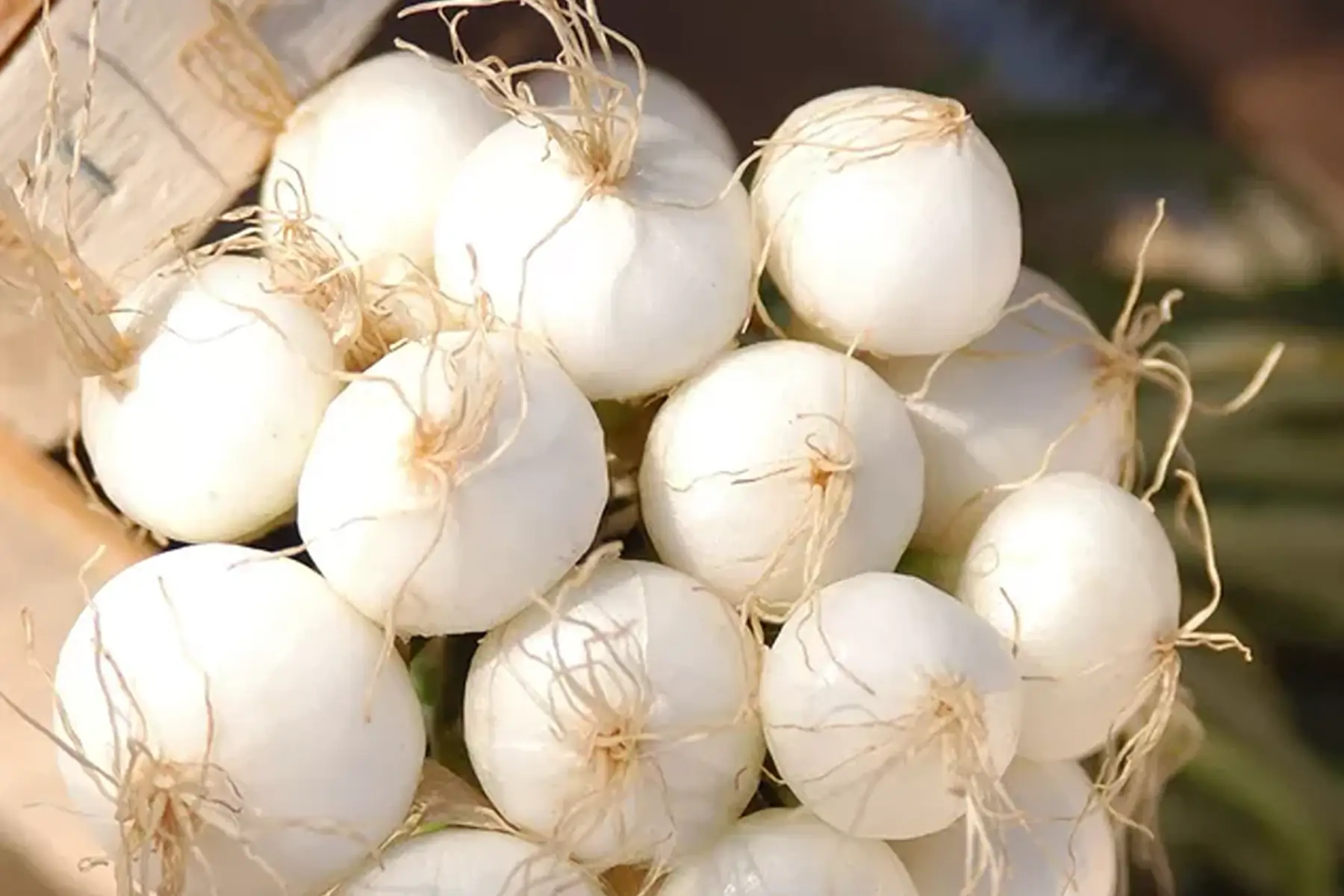 oignons blanc