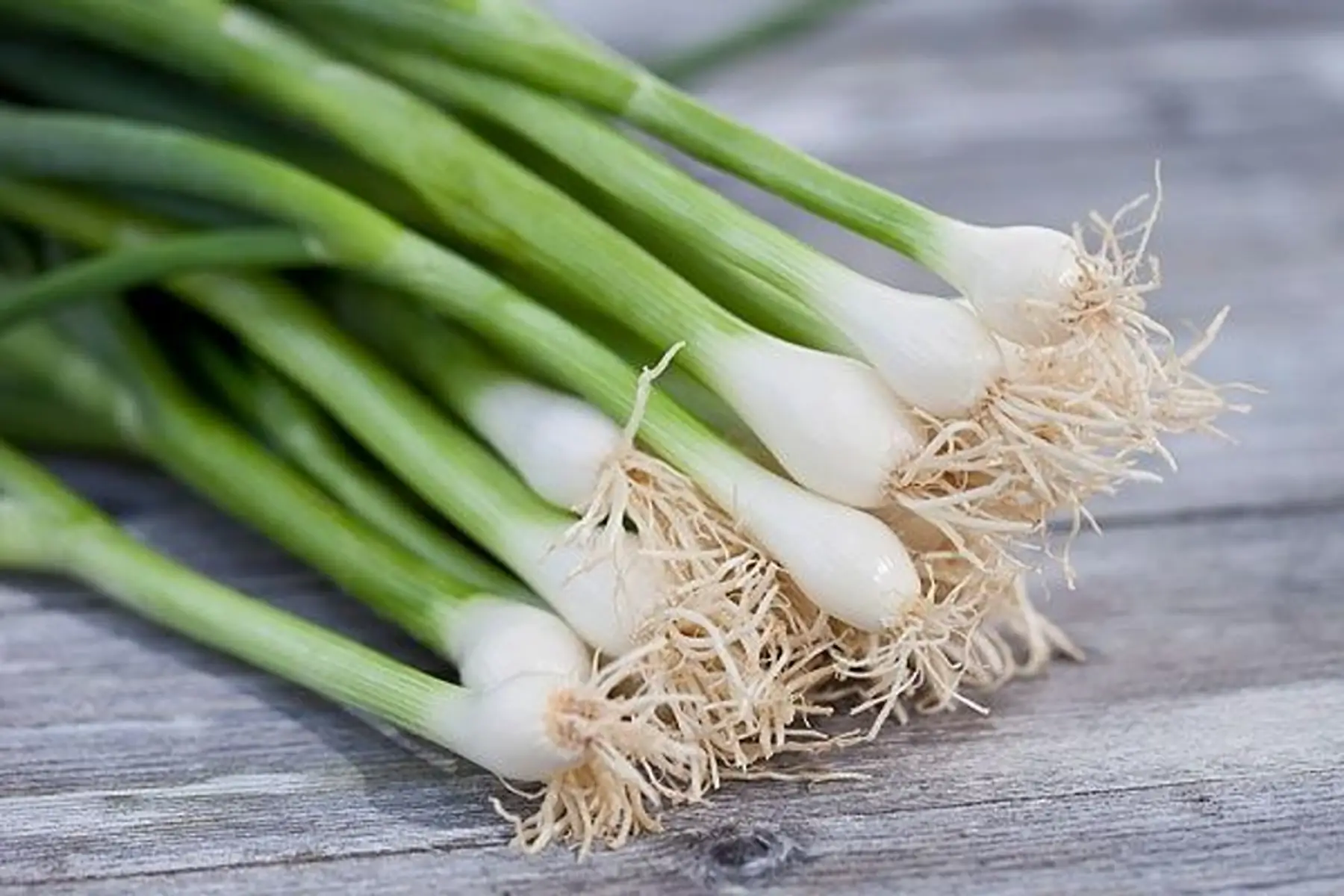 oignons ciboule
