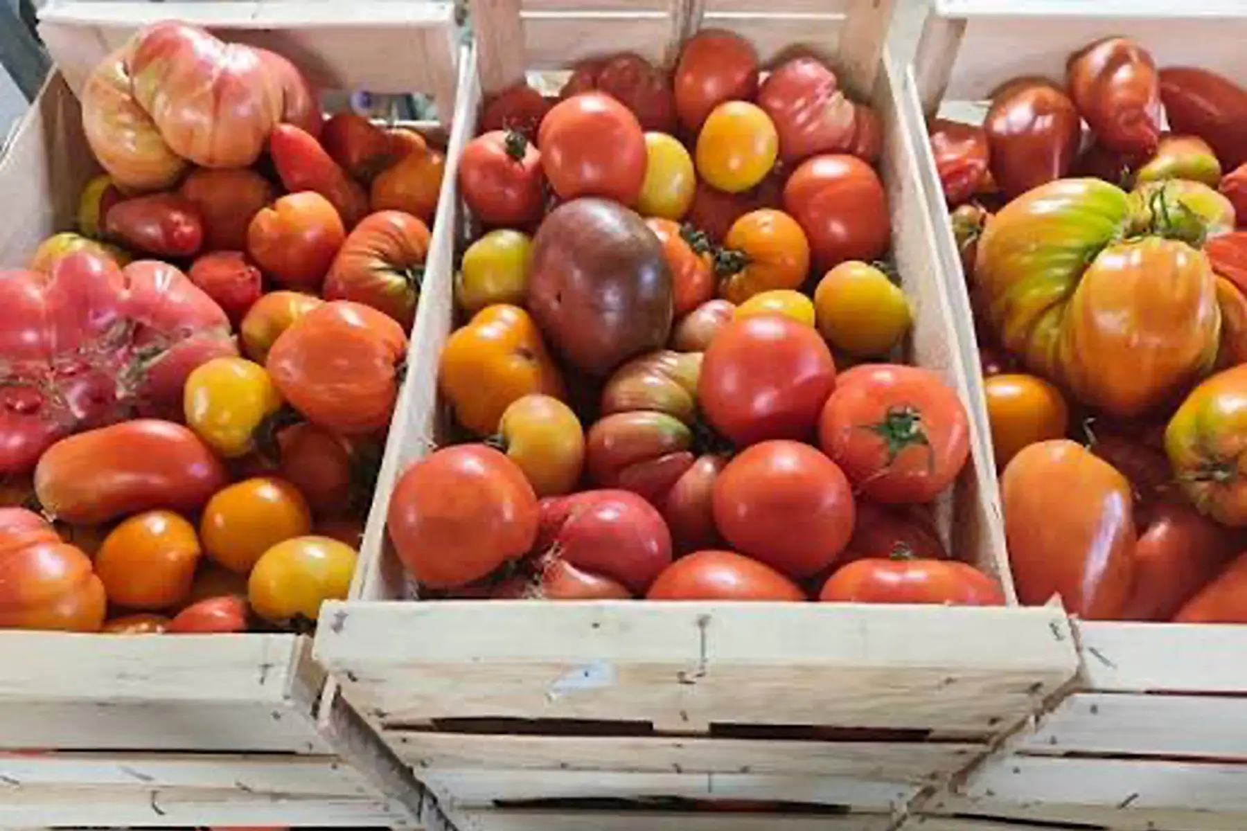 Cageot Tomates en mélanges