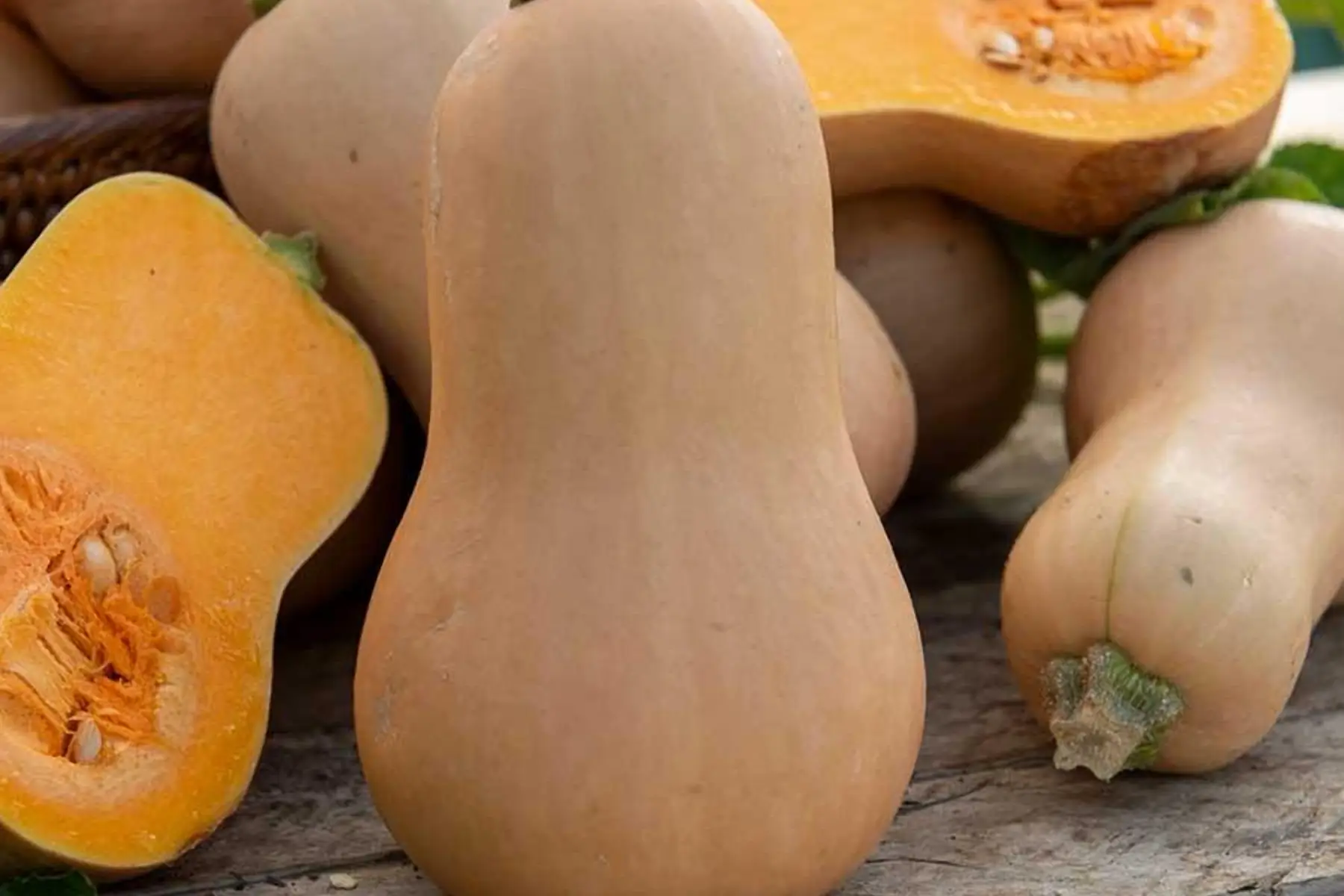 Butternut