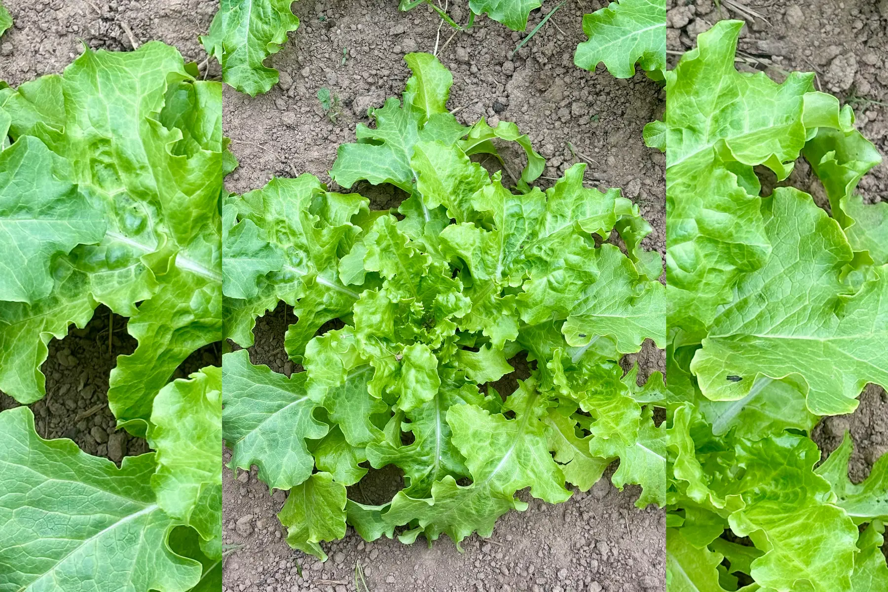 Laitue feuille de chene blonde