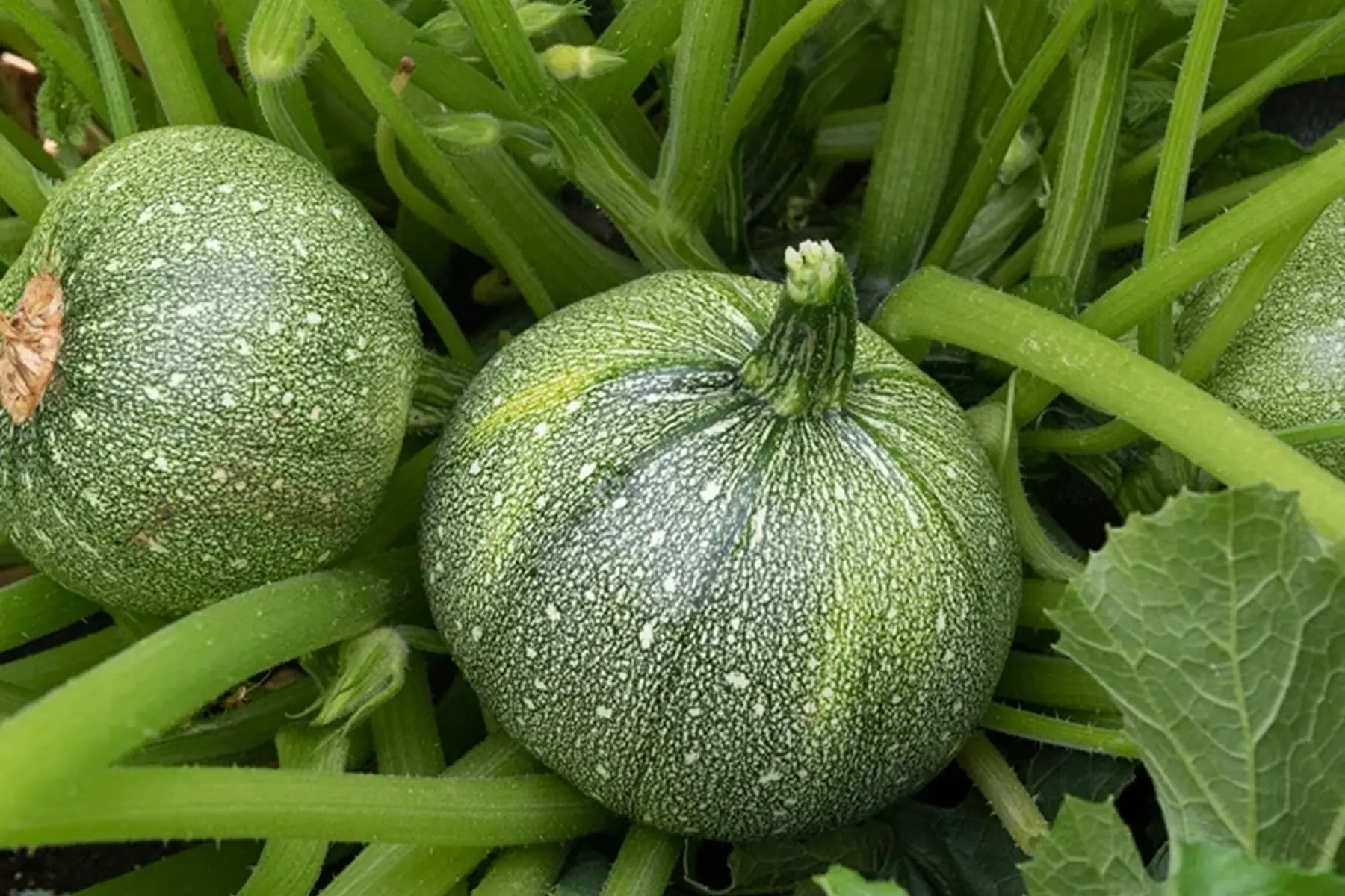 Courgette Ronde