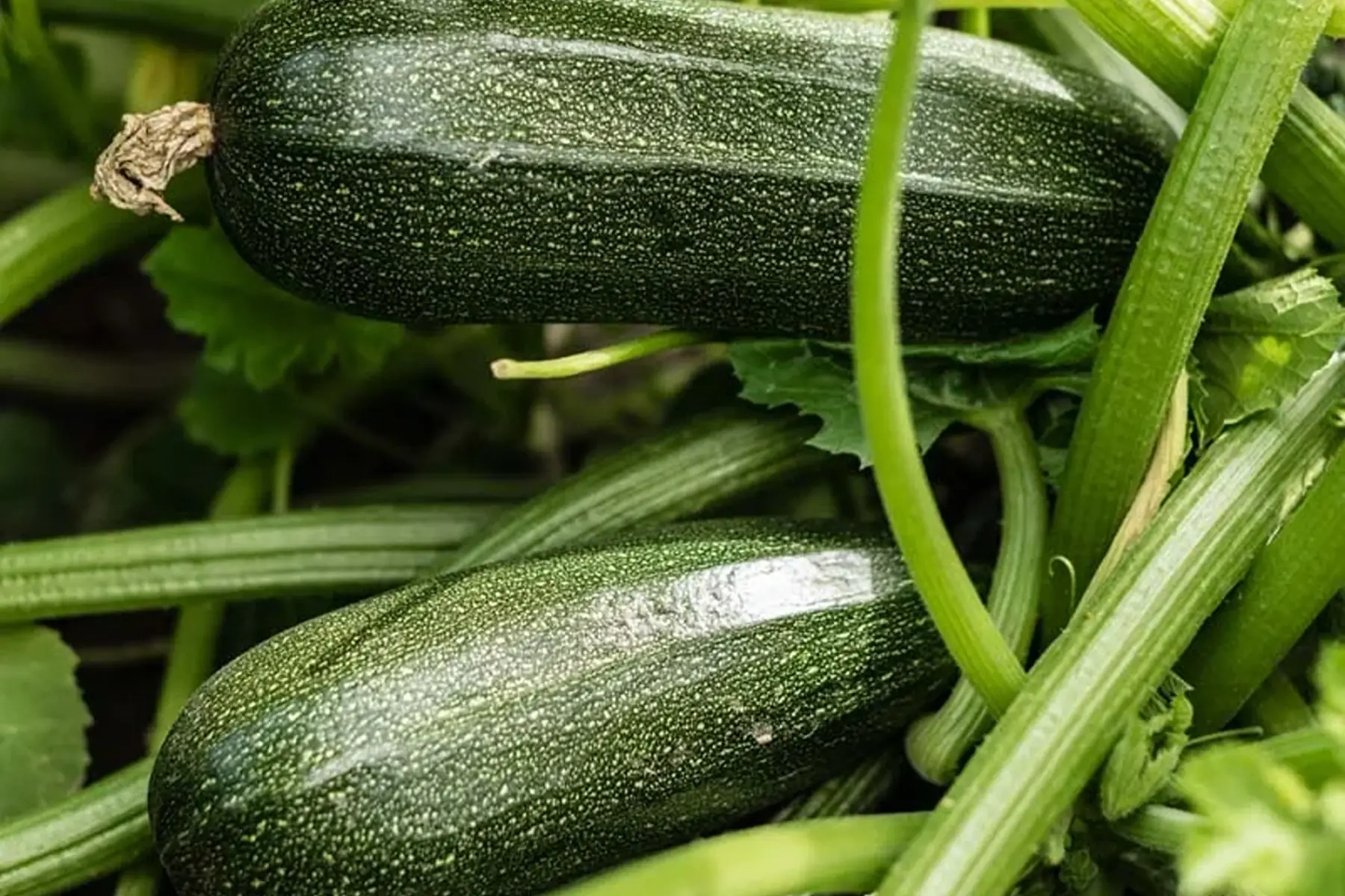 Courgettes vertes
