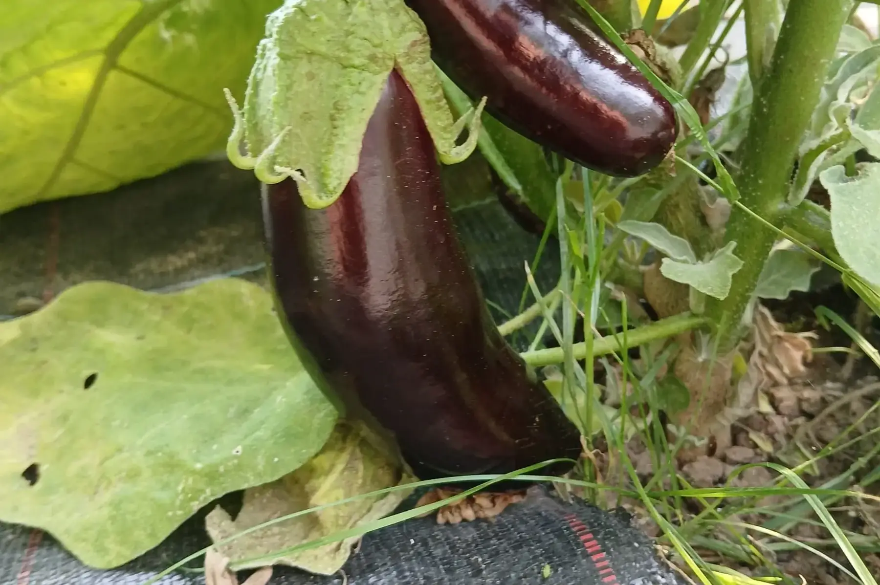 - Aubergine longue