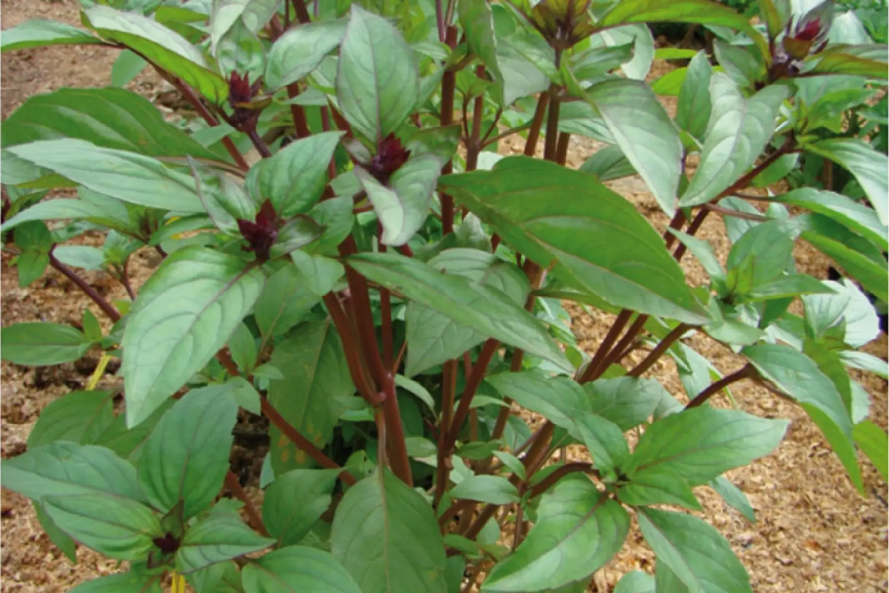 Basilic Cannelle