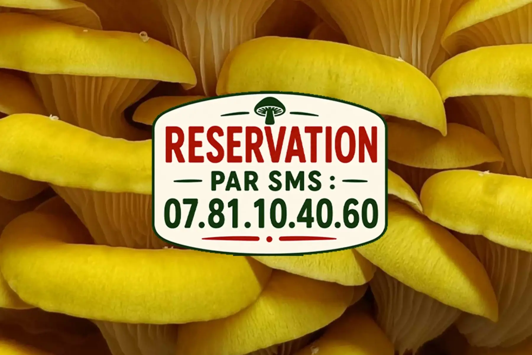 Pleurote Jaune
