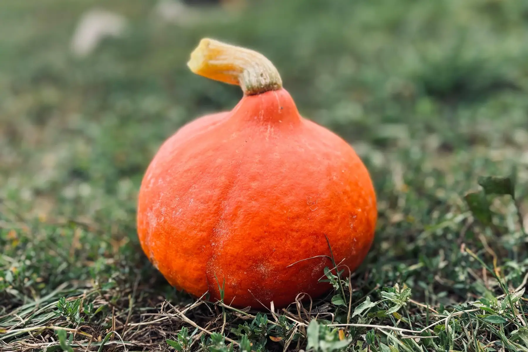 Potimarron