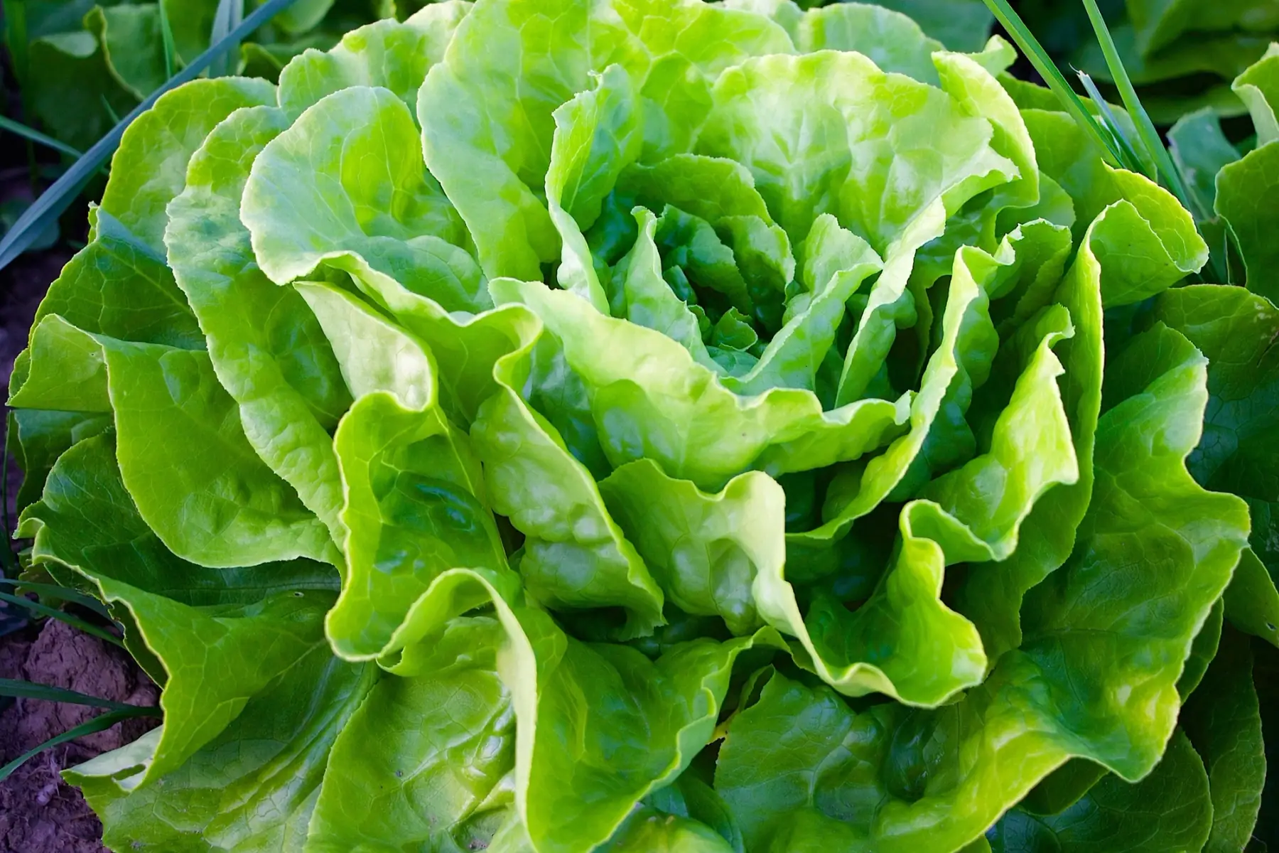 Laitue