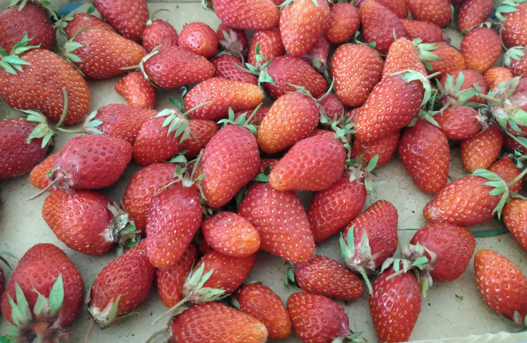 Fraises