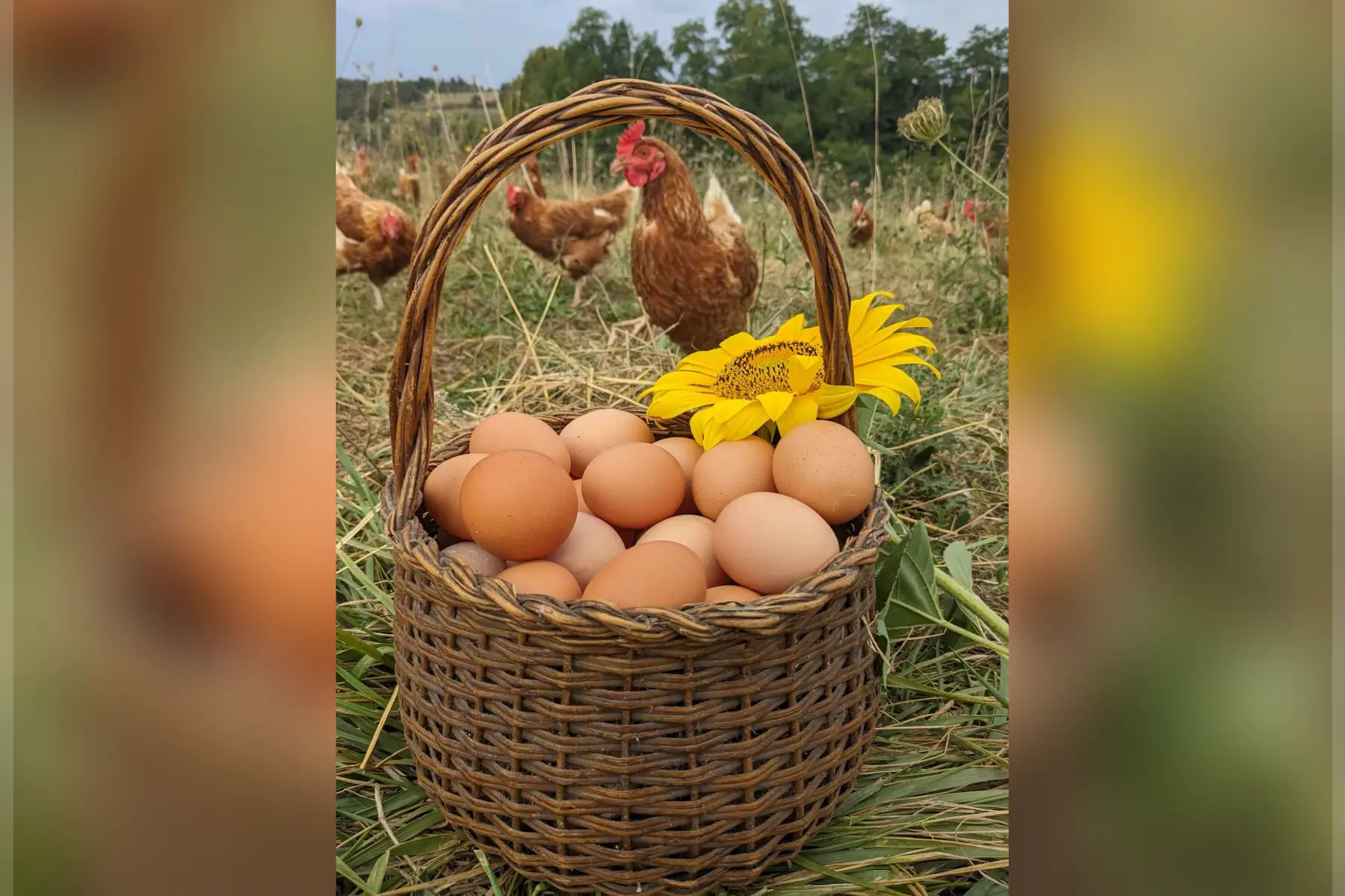 Oeufs bio extra frais