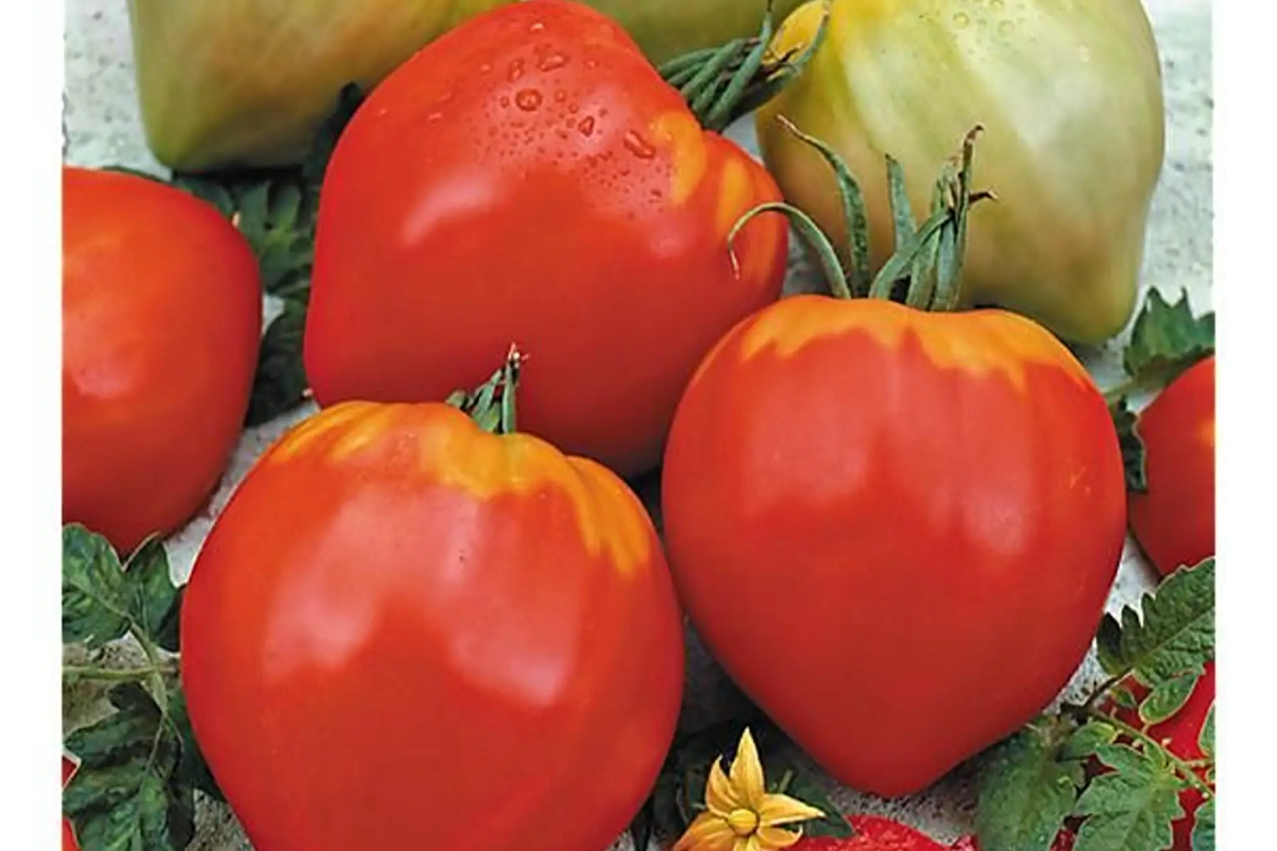 Tomate cœur de bœuf
