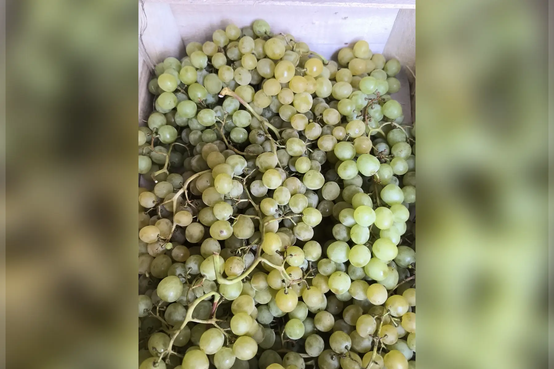 Raisin blanc