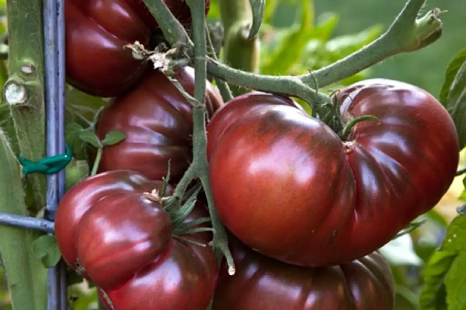 Tomate noire de crimée