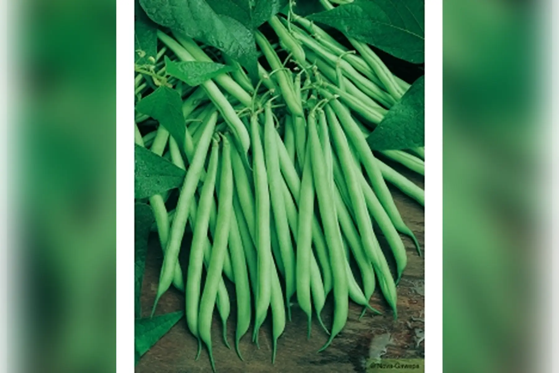Haricot Vert