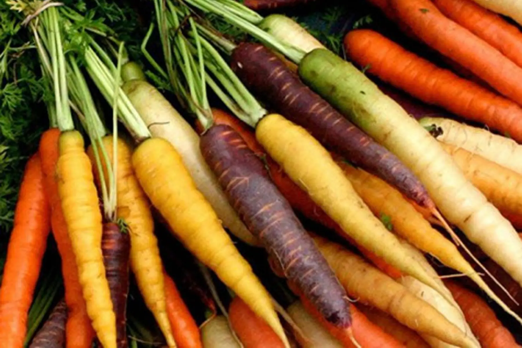 Botte Carotte nouvelles couleurs