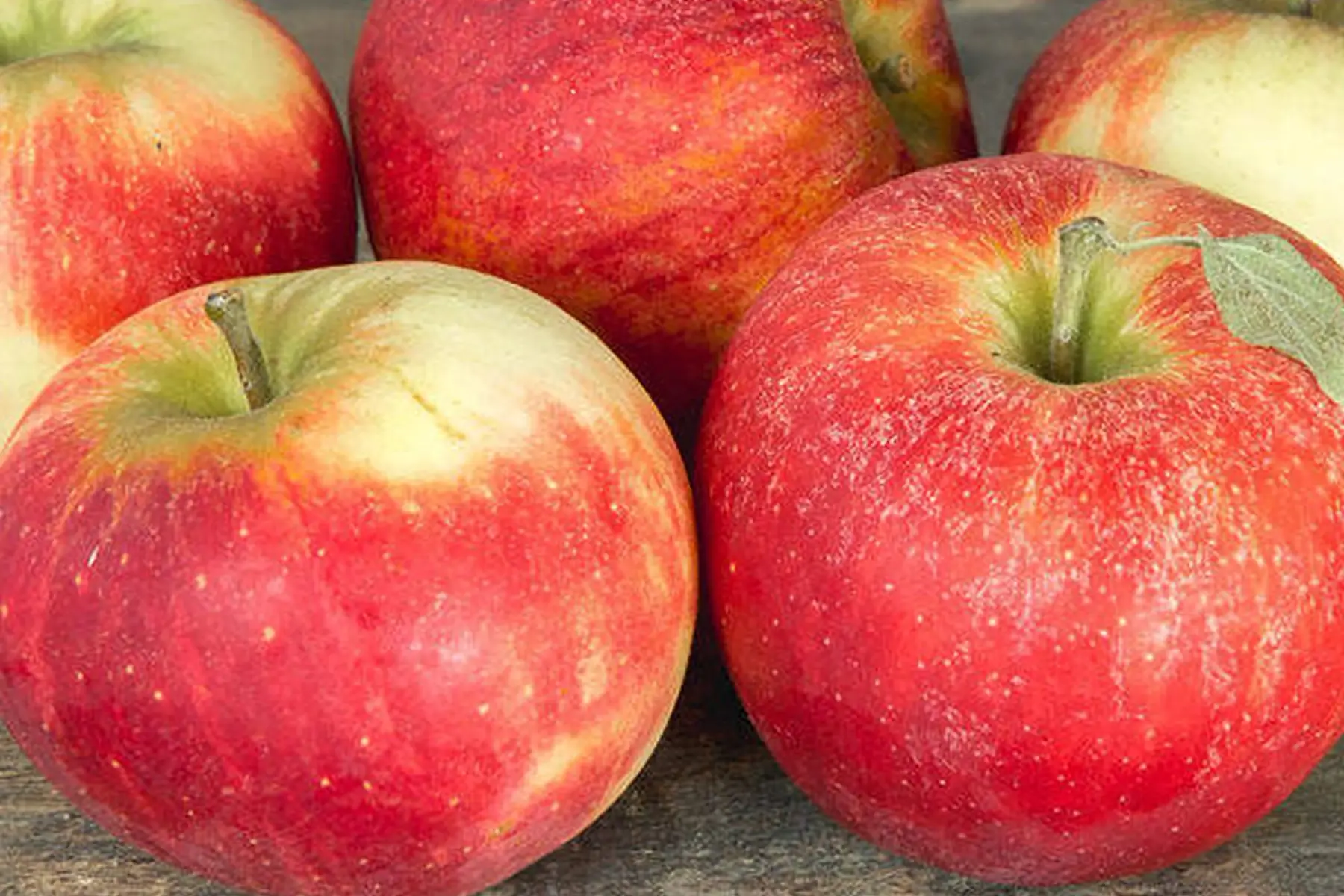 Pomme Quérina
