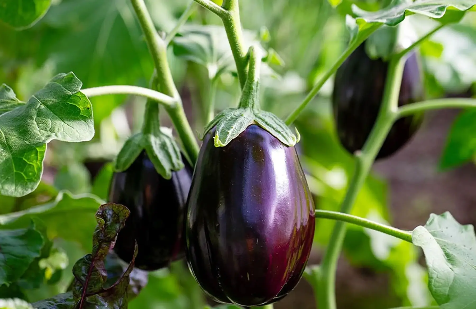 Aubergine
