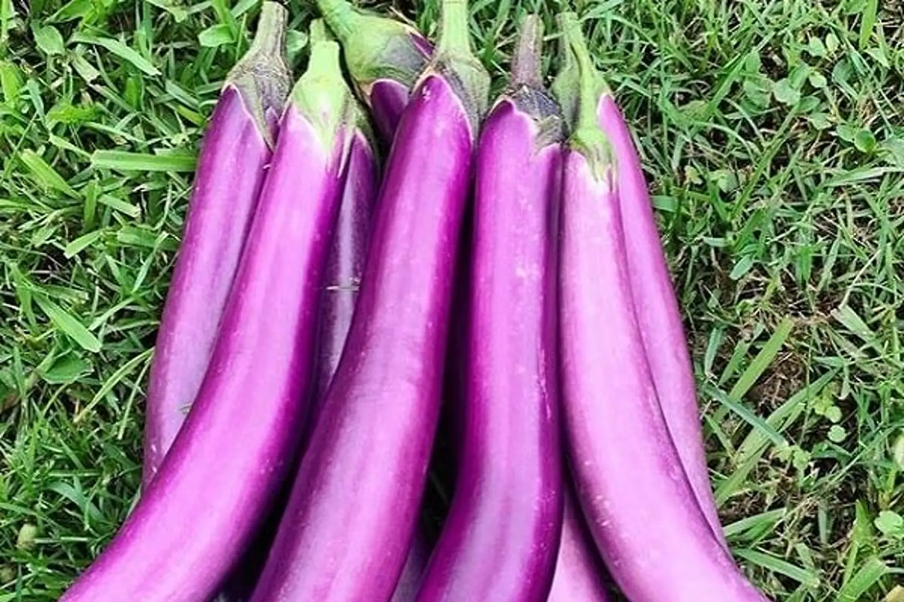 Aubergine Longue Asiatique