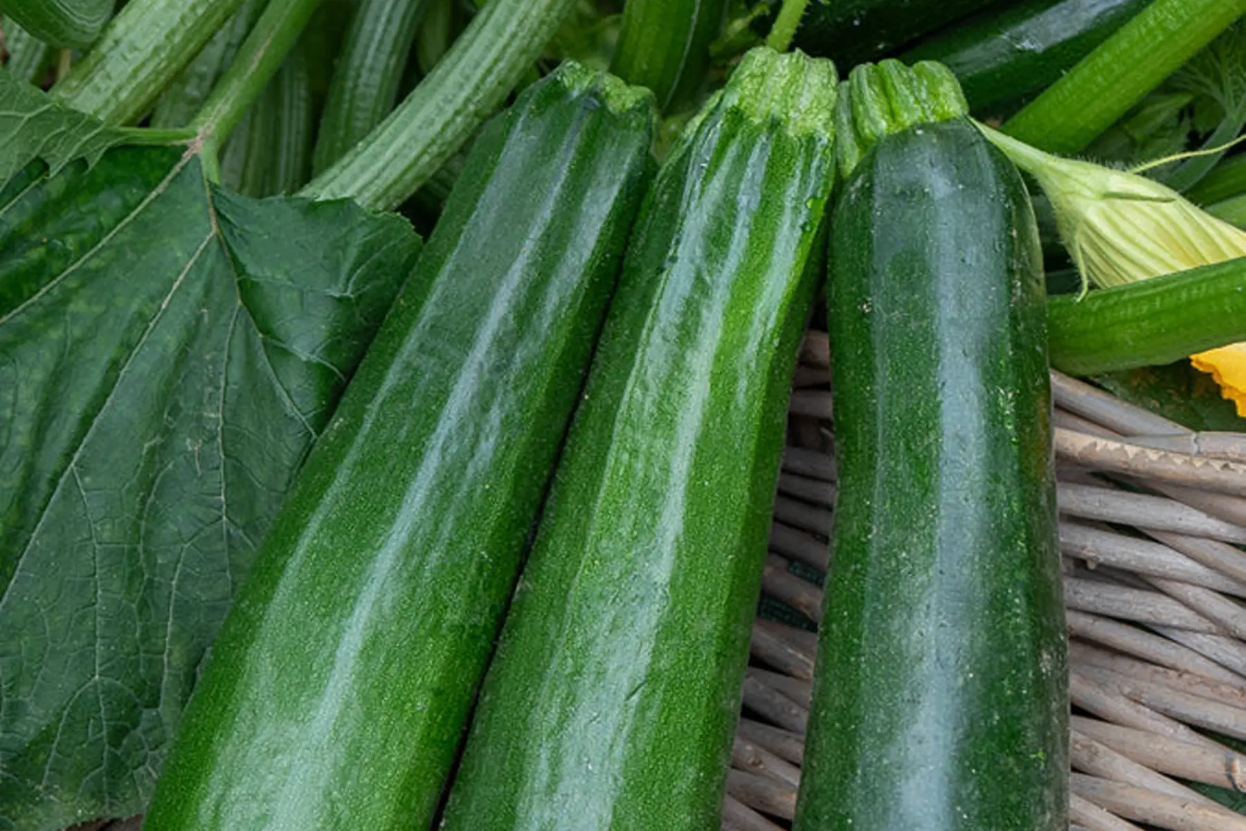 Courgette vert