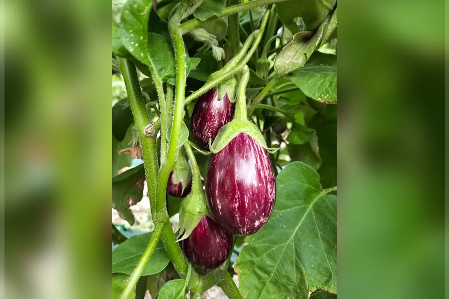 Aubergine Striée violette