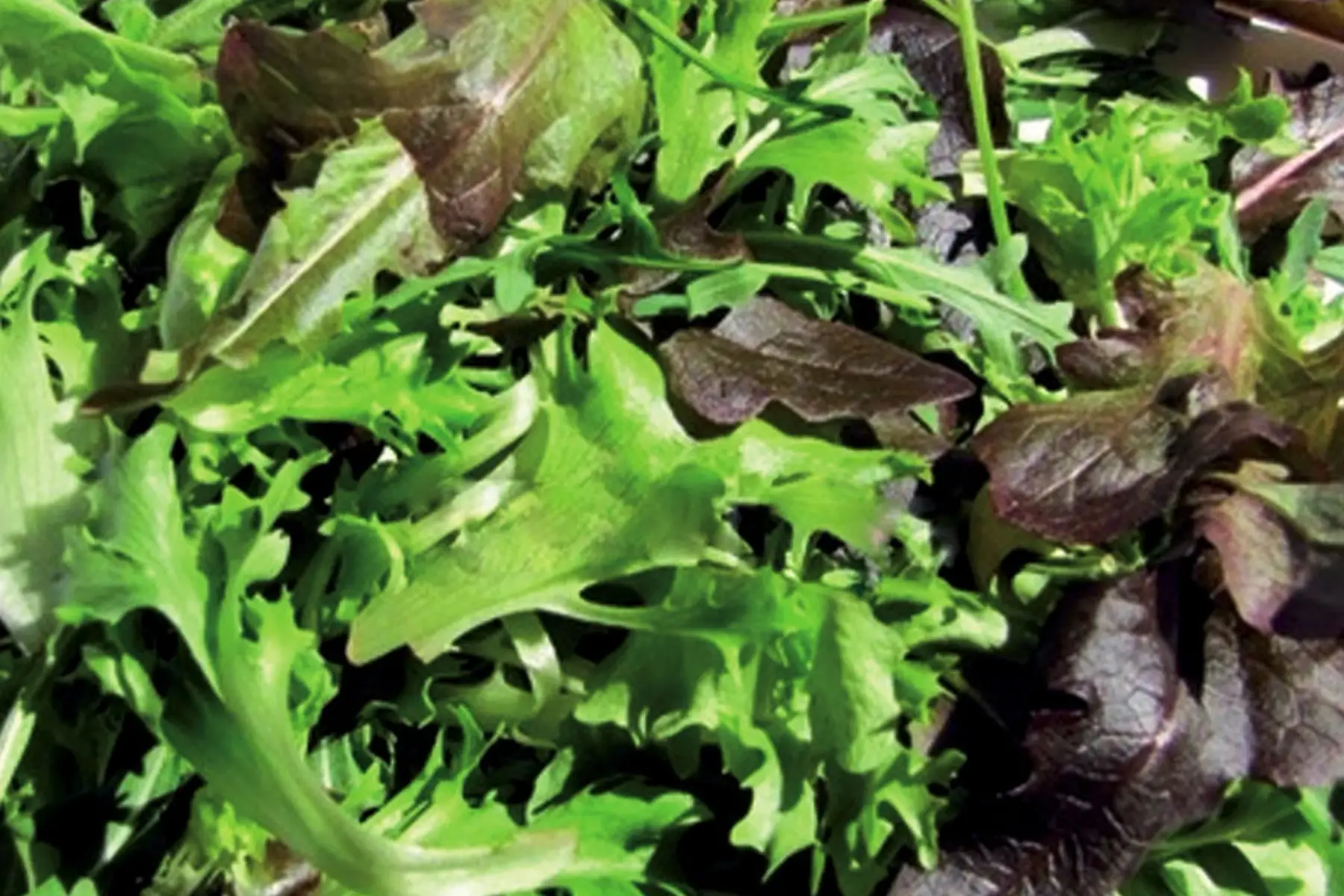 Salade mélange asiatique