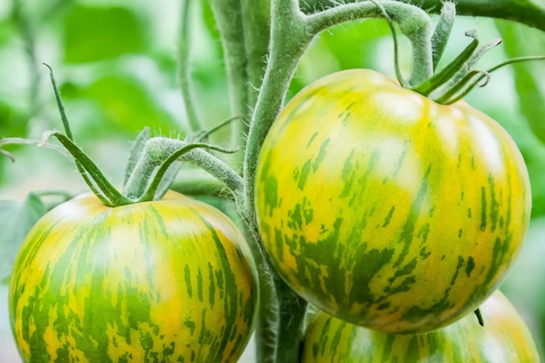 Tomate Green zebra