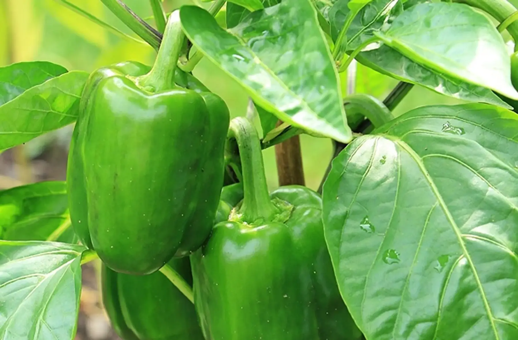 Poivron Vert