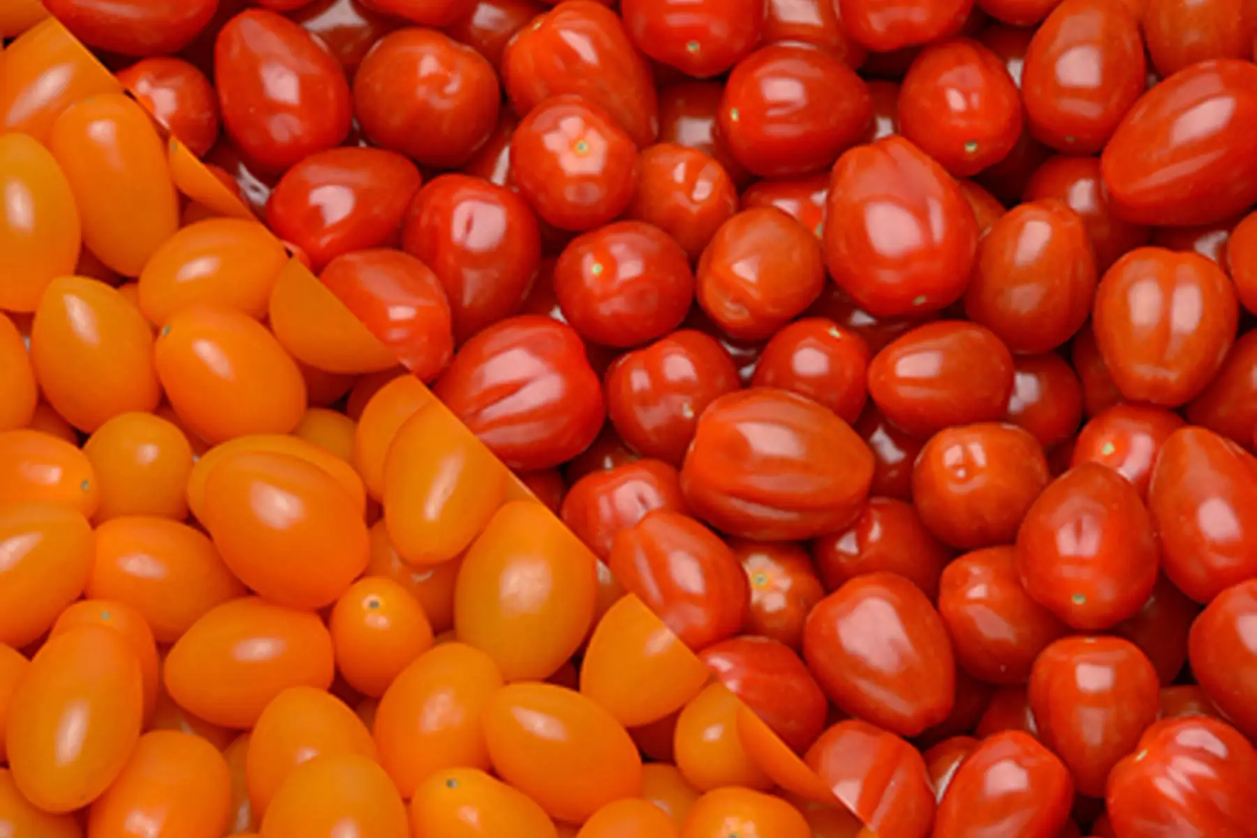 PROMO Tomate cerise rouge et orangé