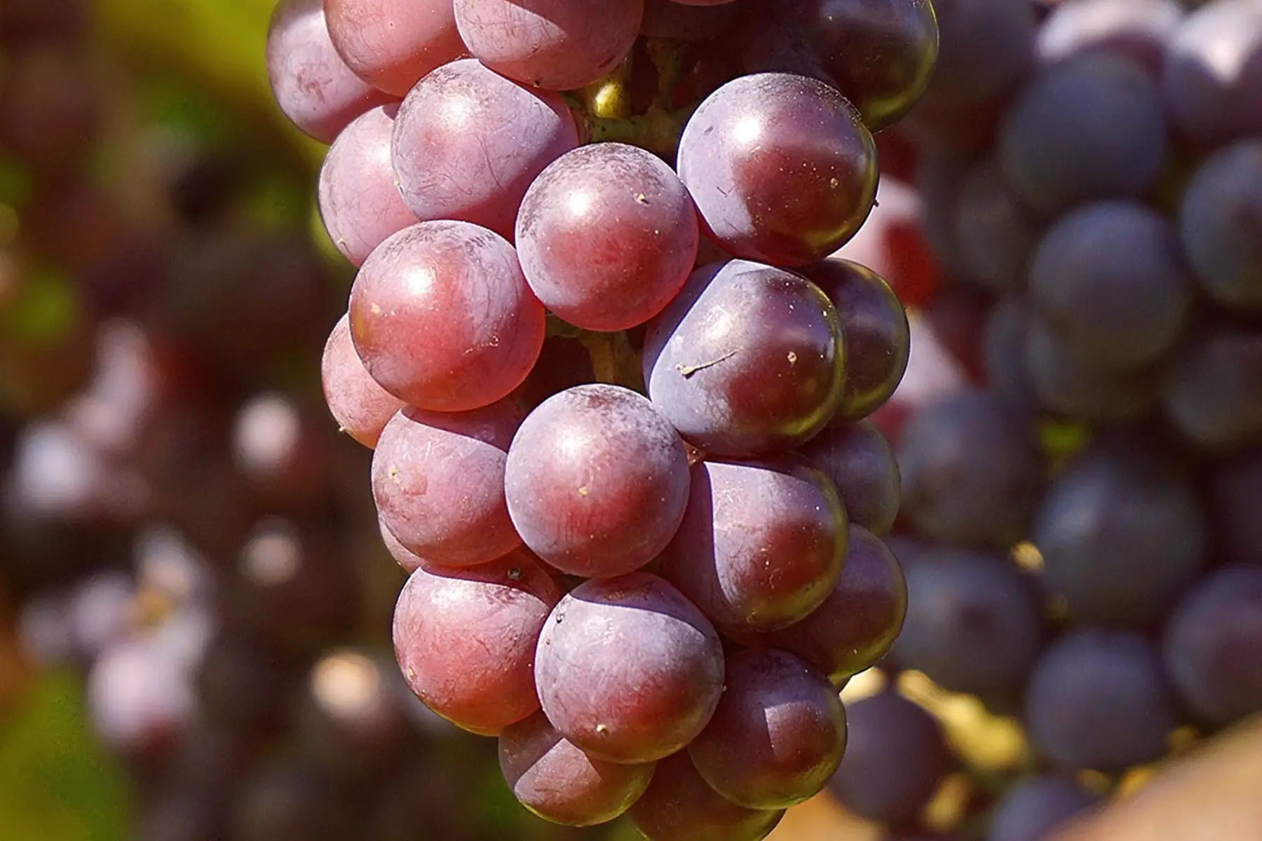 Raisin rouge