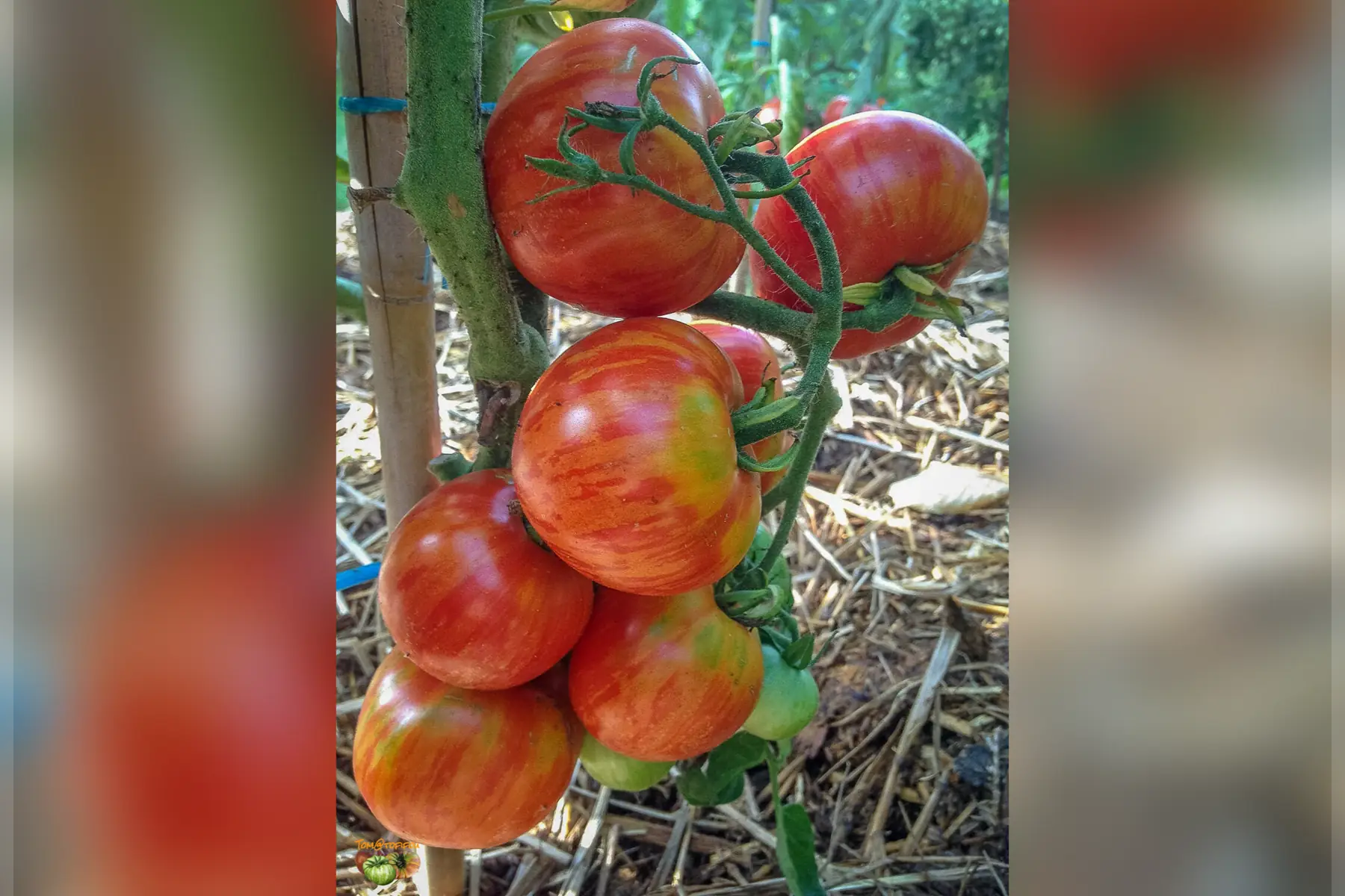 Tomate striée rouge jaune
