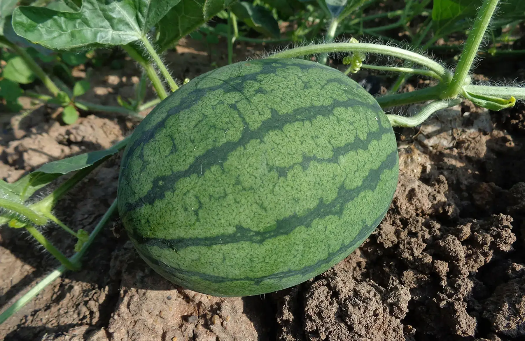 PROMO 🍉 Pastèques