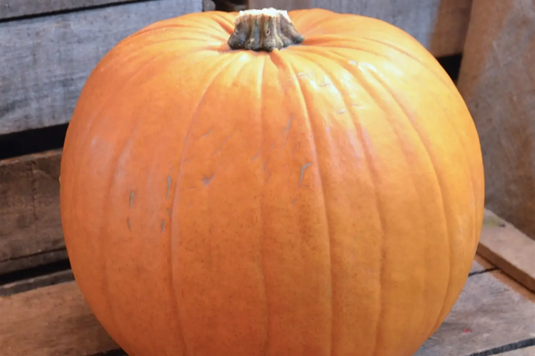 Citrouille d'halloween petit format