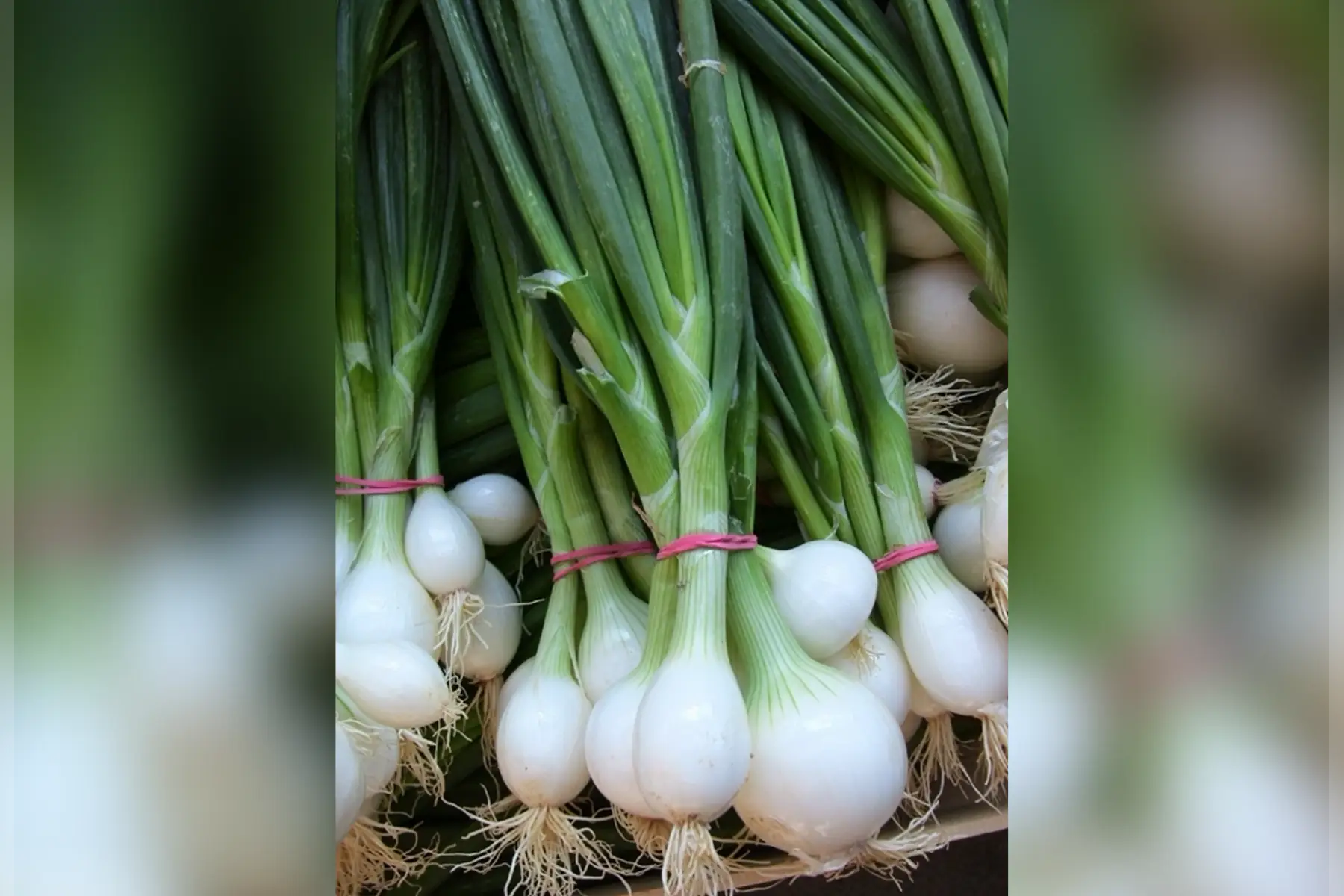 Botte oignon nouveau