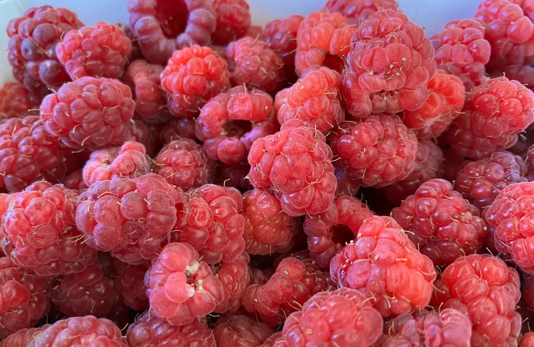 Barquette Framboises