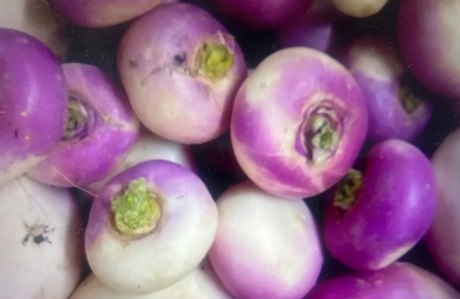 Navets botte extra frais AB