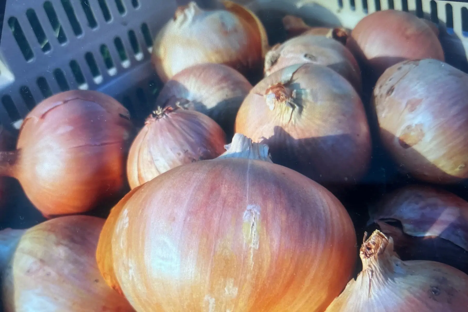 oignons jaunes en vrac AB