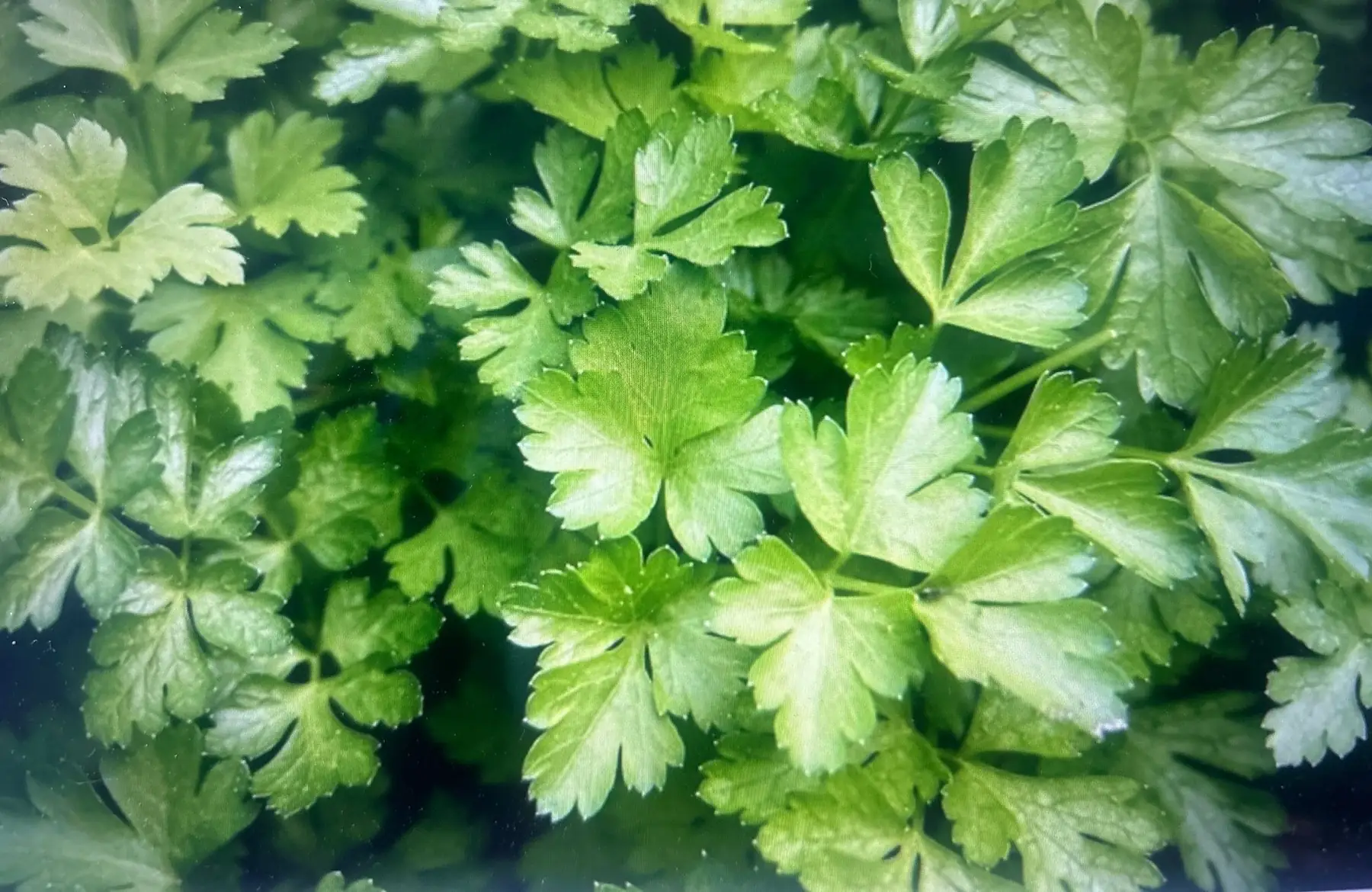 Bouquet de persil AB