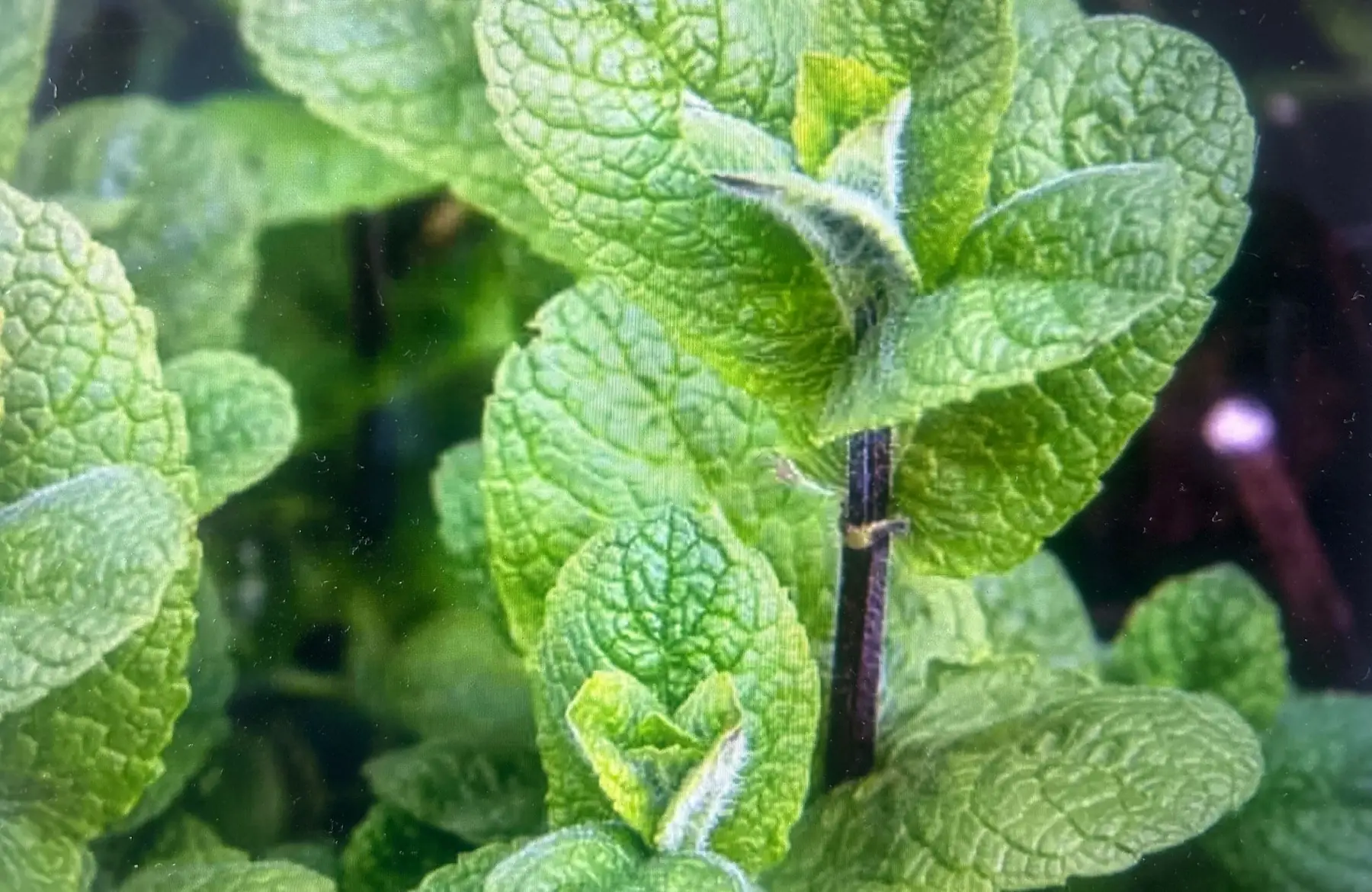 Bouquet menthe mojito AB