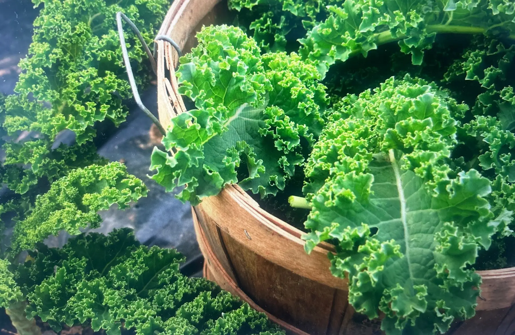 Bouquet de chou khale AB