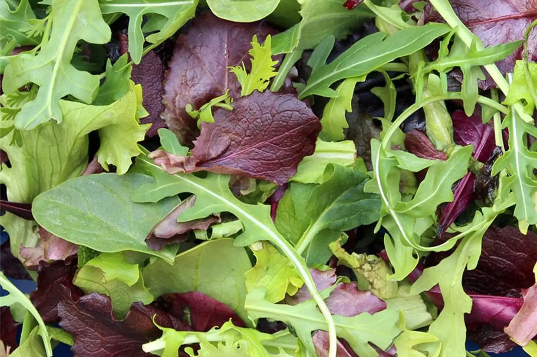 MESCLUN JEUNES POUSSES AB 250g