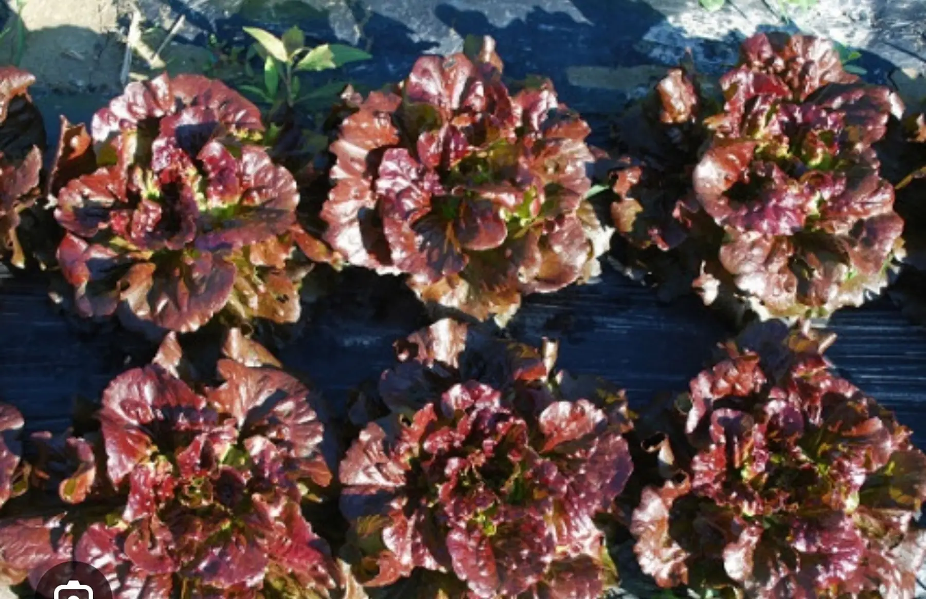 Salade feuille de chêne rouge AB